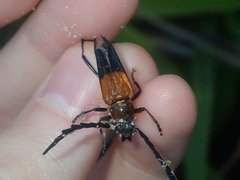 Distichocera superba