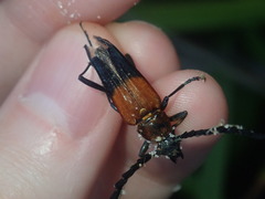 Distichocera superba