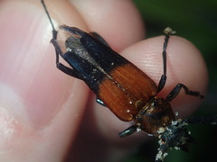 Distichocera superba