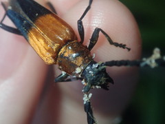 Distichocera superba