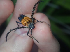 Distichocera superba