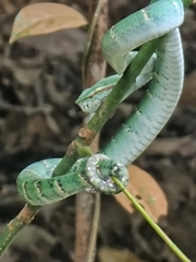 Tropidolaemus wagleri