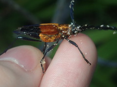 Distichocera superba