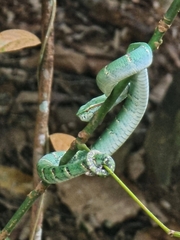 Tropidolaemus wagleri