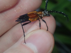 Distichocera superba