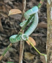 Tropidolaemus wagleri