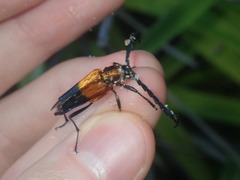 Distichocera superba