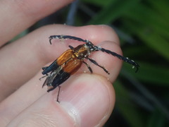 Distichocera superba