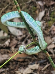 Tropidolaemus wagleri