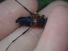 Distichocera superba