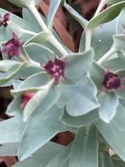 Euphorbia glauca
