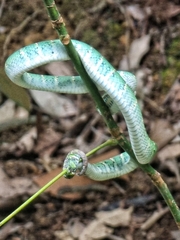 Tropidolaemus wagleri