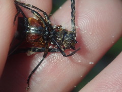 Distichocera superba