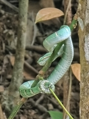 Tropidolaemus wagleri