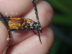 Distichocera superba