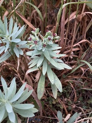 Euphorbia glauca