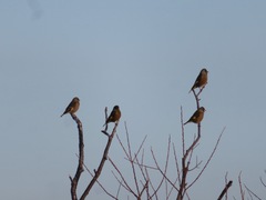 Chloris sinica