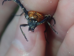 Distichocera superba