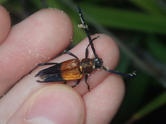 Distichocera superba