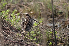 Gallinago nigripennis