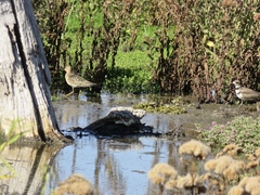 Calidris subruficollis