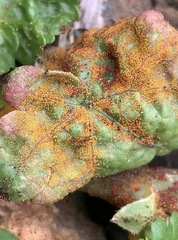 Synchytrium australe