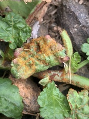 Synchytrium australe