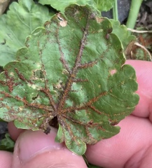 Synchytrium australe