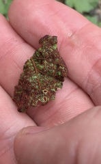 Synchytrium australe