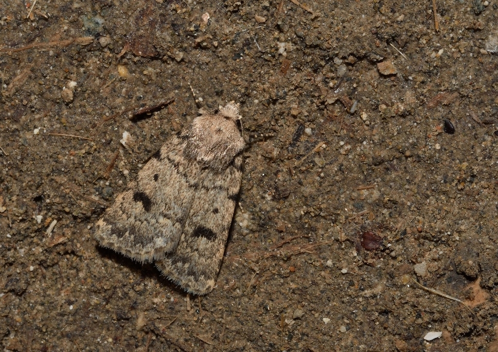 Caradrina syriaca