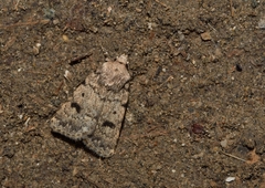 Caradrina syriaca