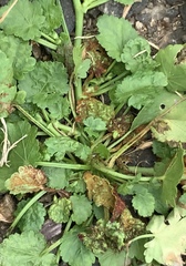 Synchytrium australe