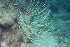 Eunicella singularis