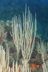 Eunicella singularis