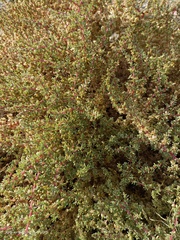 Halogeton sativus