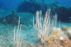 Eunicella singularis