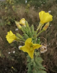 Oenothera × fallax