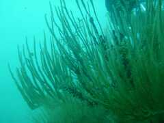 Eunicella singularis