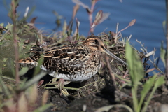 Gallinago nigripennis