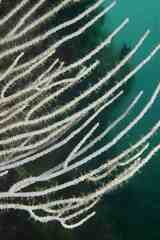 Eunicella singularis