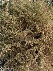 Halogeton sativus