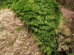 Plagiothecium nemorale