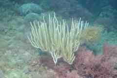 Eunicella singularis