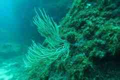 Eunicella singularis