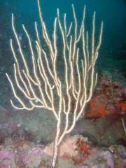 Eunicella singularis