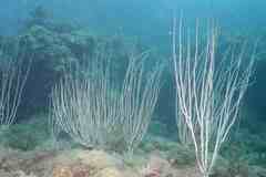 Eunicella singularis