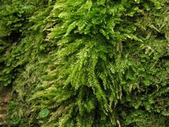 Plagiothecium nemorale