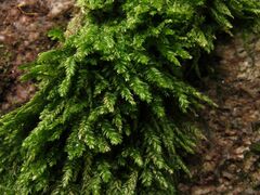 Plagiothecium nemorale