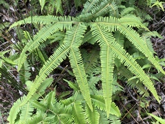 Sticherus owhyhensis