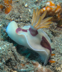 Hypselodoris iba